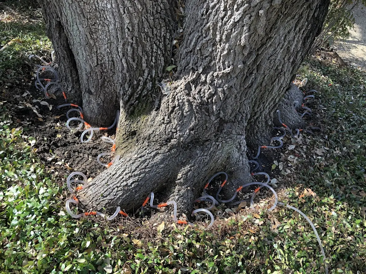 Detailed Tree Cabling and Bracing job site in Jonesboro